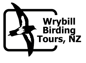 Wrybill Birding Tours, NZ